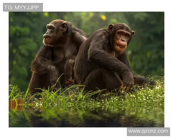 足球明星与猩猩的相似之处揭示了人类与动物的奇妙联系与幽默一面 足球明星与猩猩的相似之处揭示了人类与动物的奇妙联系与幽默一面